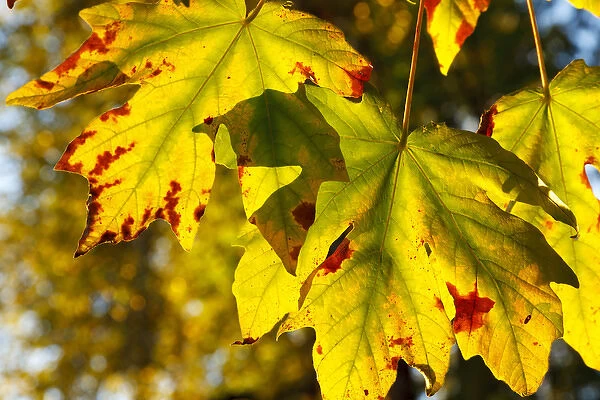 USA, Oregon, Larwood Wayside, fall leaves