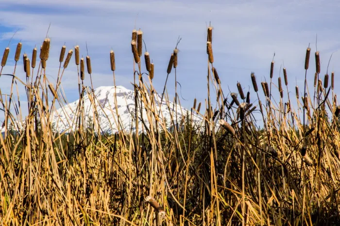 Framed Print : USA, Oregon. Lava Lake, cattails in foreground, Broken Top Mountain in background
