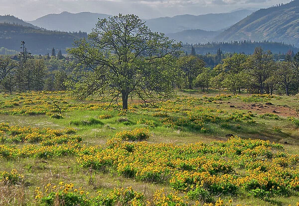 USA, Oregon. Lone tree in a field of Arrowleaf Balsamroot with mountains in the distance