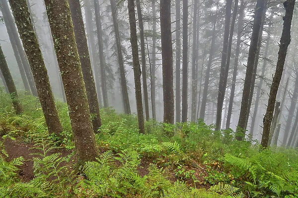 USA, Oregon. Lookout State Park with fog amongst Sitka spruce forest