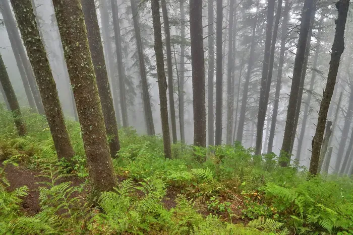Framed Print : USA, Oregon. Lookout State Park with fog amongst Sitka spruce forest