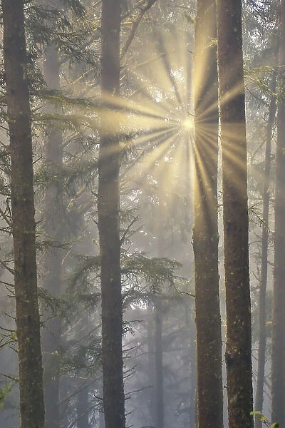 USA, Oregon. Lookout State Park with fog and sun breaking through amongst Sitka spruce forest