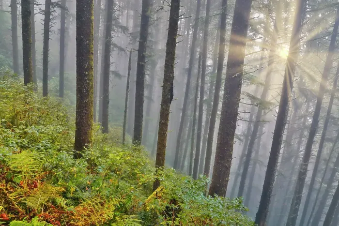 Framed Print : USA, Oregon. Lookout State Park with fog and sun breaking through amongst Sitka spruce forest Framed Print : USA, Oregon. Lookout State Park with fog and sun breaking through amongst Sitka spruce forest