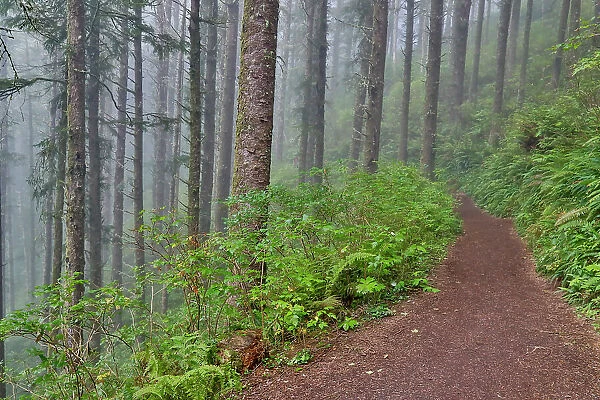 USA, Oregon. Lookout State Park trail with fog amongst Sitka spruce forest