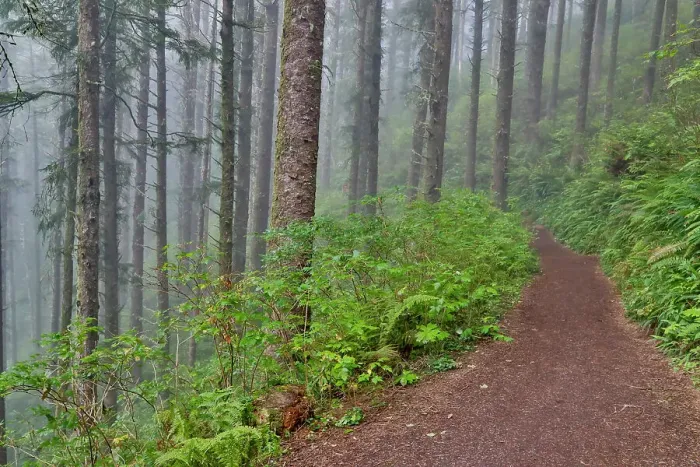 Framed Print : USA, Oregon. Lookout State Park trail with fog amongst Sitka spruce forest Framed Print : USA, Oregon. Lookout State Park trail with fog amongst Sitka spruce forest