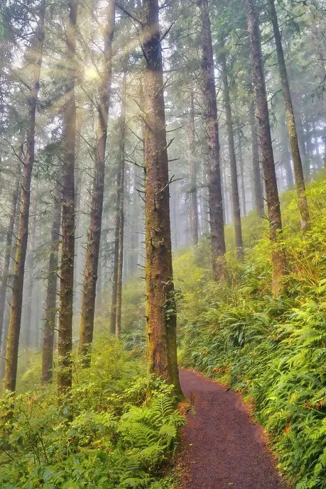 Framed Print : USA, Oregon. Lookout State Park trail with fog amongst Sitka spruce forest with sunrays Framed Print : USA, Oregon. Lookout State Park trail with fog amongst Sitka spruce forest with sunrays