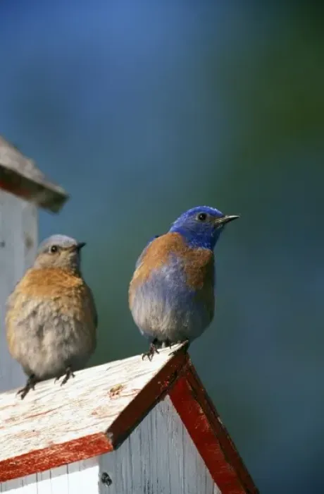 Framed Print : USA, Oregon. Male and female Western Bluebirds (Sialia mexicana) Framed Print : USA, Oregon. Male and female Western Bluebirds (Sialia mexicana)