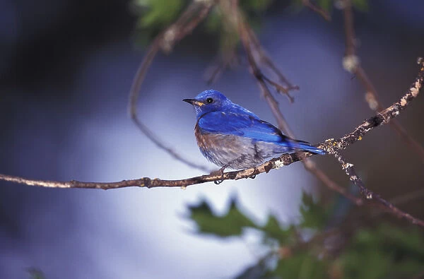 USA, Oregon. Male Western Bluebird