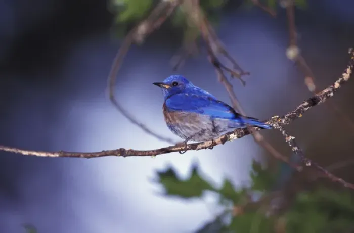 Framed Print : USA, Oregon. Male Western Bluebird Framed Print : USA, Oregon. Male Western Bluebird