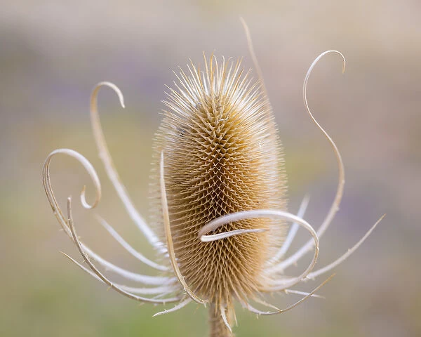 USA, Oregon, Malheur National Wildlife Refuge. Close-up of dried teasel plant. Credit as