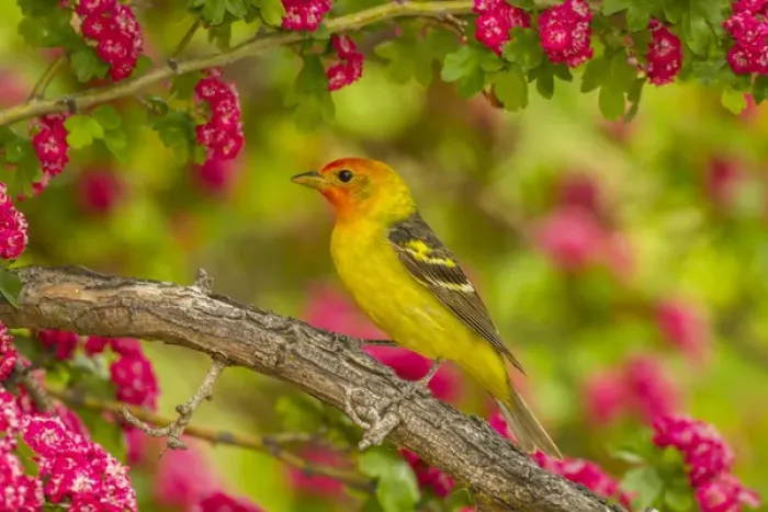 Framed Print : USA, Oregon, Malheur National Wildlife Refuge. Western tanager on limb. Credit as