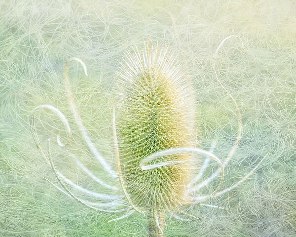USA, Oregon, Malheur National Wildlife Refuge. Abstract of teasel plant. Credit as