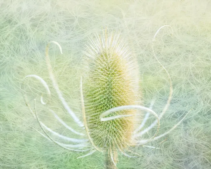 Framed Print : USA, Oregon, Malheur National Wildlife Refuge. Abstract of teasel plant. Credit as Framed Print : USA, Oregon, Malheur National Wildlife Refuge. Abstract of teasel plant. Credit as