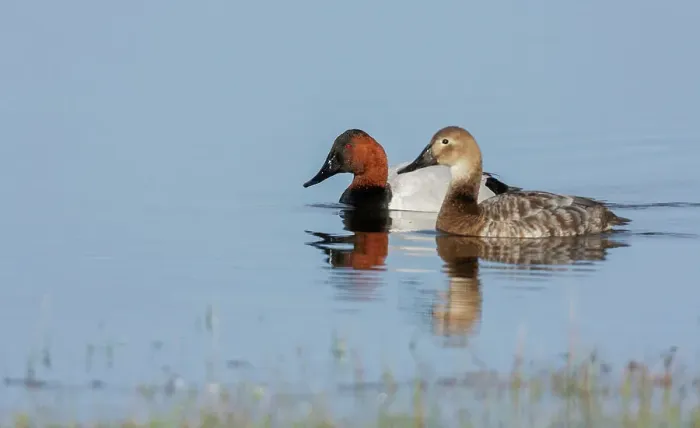 Framed Print : USA, Oregon, Malheur National Wildlife Refuge, canvasback duck pair Framed Print : USA, Oregon, Malheur National Wildlife Refuge, canvasback duck pair