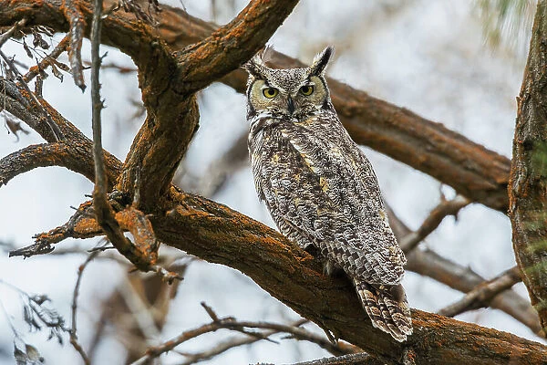 USA, Oregon, Malheur National Wildlife Refuge, great horned owl looking back
