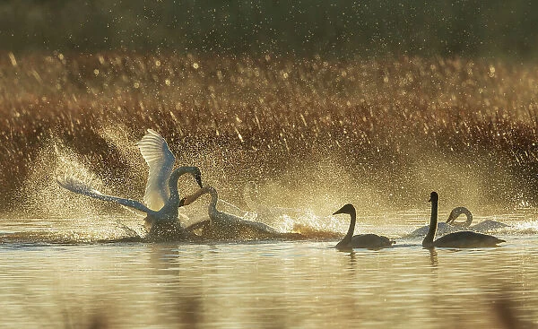 USA, Oregon, Malheur National Wildlife Refuge, trumpeter swans, territory dispute