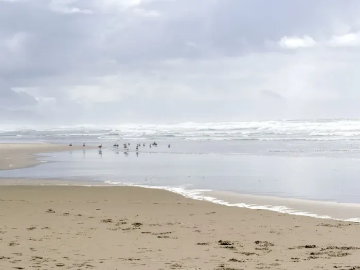 Framed Print : USA, Oregon, Manzanita. Seagulls on ocean shore Framed Print : USA, Oregon, Manzanita. Seagulls on ocean shore