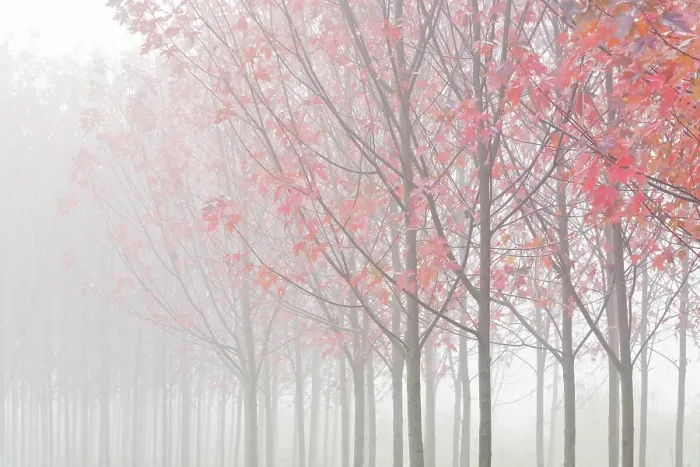 Framed Print : USA, Oregon. Maple trees in autumn fog. ©Don Paulson / Jaynes Gallery / DanitaDelimont.com Framed Print : USA, Oregon. Maple trees in autumn fog. ©Don Paulson / Jaynes Gallery / DanitaDelimont.com