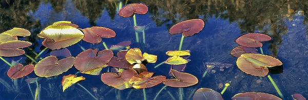 USA, Oregon, Marion Forks. Pondlilies, also called spattrerdocks, grow in a shallow