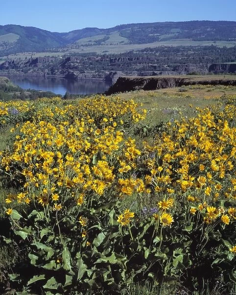 USA, Oregon, McCall SP. Balsamroot grows thick at McCall State Park on Rowena Plateau