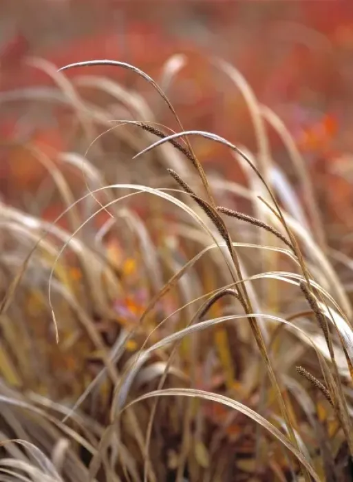 Framed Print : USA, Oregon, McKenzie Pass. Grasses and fall color decorate McKenzie Pass in