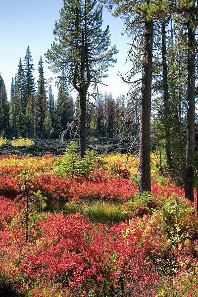 USA, Oregon, McKenzie Pass. Huckleberry leaves turn scarlet on the Santiam Pass in
