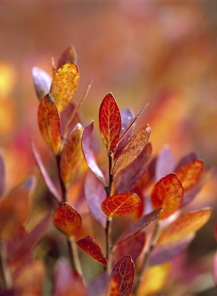 USA, Oregon, McKenzie Pass. Huckleberry leaves turn various shades of red in the