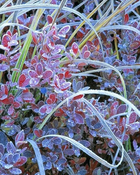 USA, Oregon, McKenzie Pass. White-blue frost furs the edges of autumn huckleberries