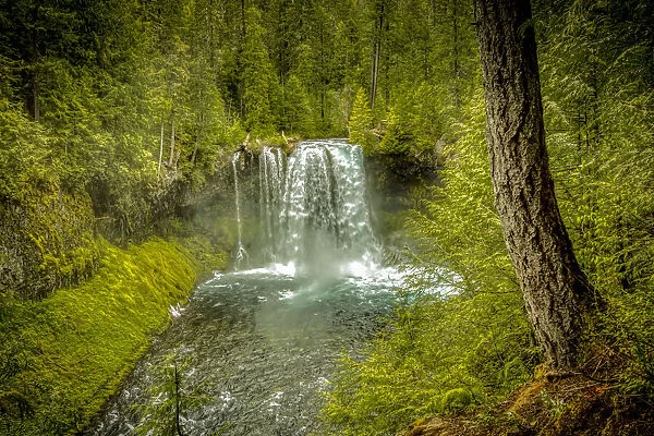 USA, Oregon, McKenzie River. Koosah Falls landscape. Credit as Fred Lord  /  Jaynes Gallery