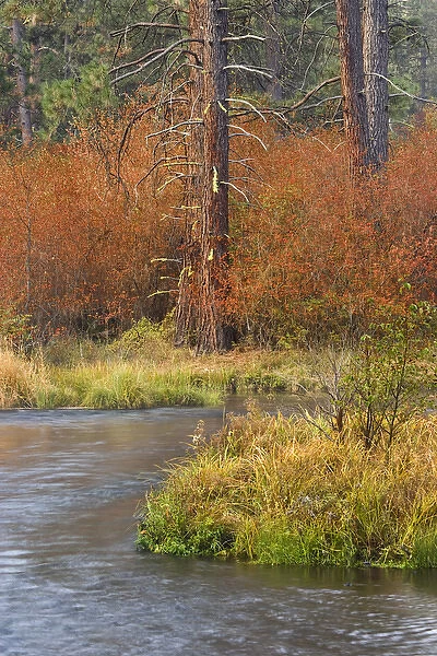 USA, Oregon, Metolius River. Fall colors line bank of popular trout stream. Credit as