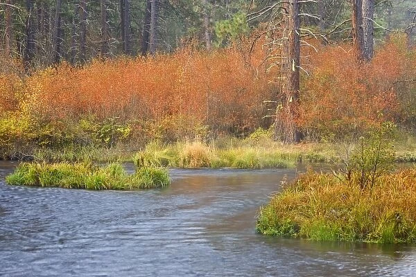USA, Oregon, Metolius River. Fall colors line bank of popular trout stream