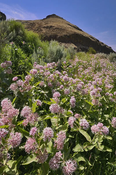 USA, Oregon. Milkweed and cliff. Credit as: Steve Terrill  /  Jaynes Gallery  /  DanitaDelimont