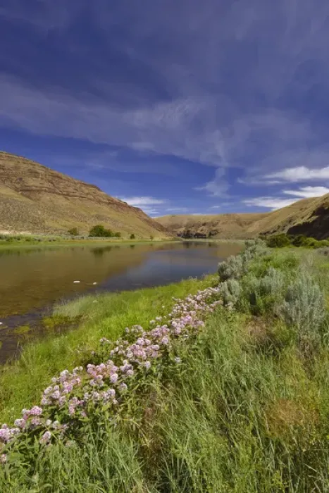 Framed Print : USA, Oregon. Milkweed along the John Day River Framed Print : USA, Oregon. Milkweed along the John Day River