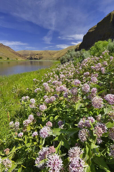 USA, Oregon. Milkweed along the John Day River