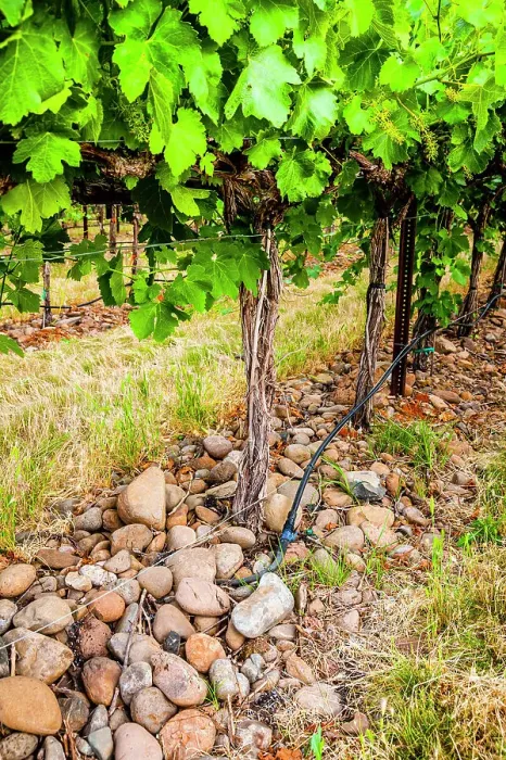 Framed Print : USA, Oregon, Milton-Freewater. Showing the stones characteristic of the Rocks AVA is the Funk Vineyard with the special trellis system known as the Geneva Double Curtain. (Editorial Use Only) Framed Print : USA, Oregon, Milton-Freewater. Showing the stones characteristic of the Rocks AVA is the Funk Vineyard with the special trellis system known as the Geneva Double Curtain. (Editorial Use Only)