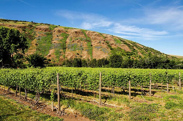 USA, Oregon, Milton-Freewater. Resurgent Vineyard is part of the expanding Rocks district in the Walla Walla AVA. (Editorial Use Only)
