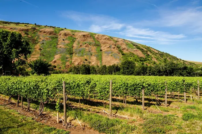 Framed Print : USA, Oregon, Milton-Freewater. Resurgent Vineyard is part of the expanding Rocks district in the Walla Walla AVA. (Editorial Use Only) Framed Print : USA, Oregon, Milton-Freewater. Resurgent Vineyard is part of the expanding Rocks district in the Walla Walla AVA. (Editorial Use Only)
