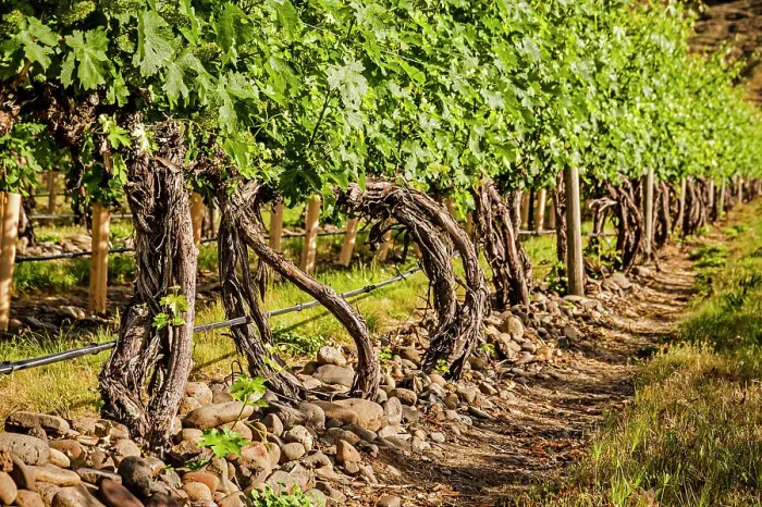 Framed Print : USA, Oregon, Milton-Freewater. Signature river rocks dot the Resurgent Vineyard in the Walla Walla AVA. (Editorial Use Only)