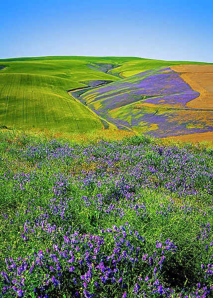 USA, Oregon, Milton-Freewater. A workhorse cover crop, vetch contributes nitrogen or biomass to a vineyard, protects soils from wind and rain, while improving structure and adding nutrients