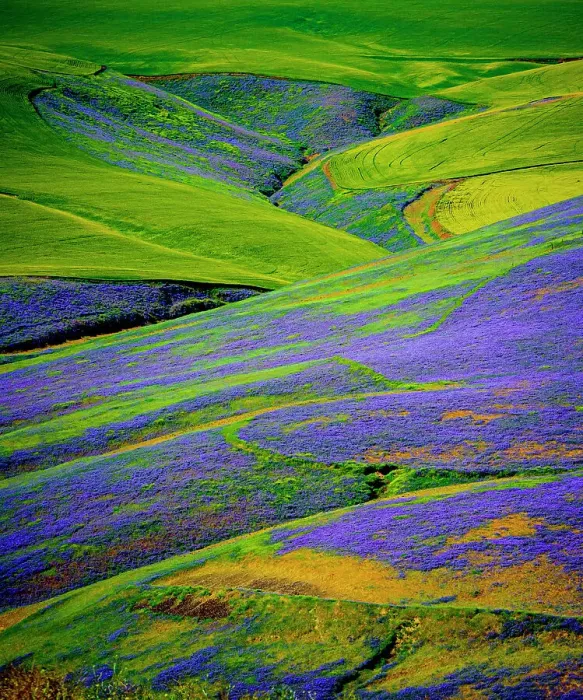 Framed Print : USA, Oregon, Milton-Freewater. A workhorse cover crop, vetch contributes nitrogen or biomass to a vineyard, protects soils from wind and rain, while improving structure and adding nutrients Framed Print : USA, Oregon, Milton-Freewater. A workhorse cover crop, vetch contributes nitrogen or biomass to a vineyard, protects soils from wind and rain, while improving structure and adding nutrients