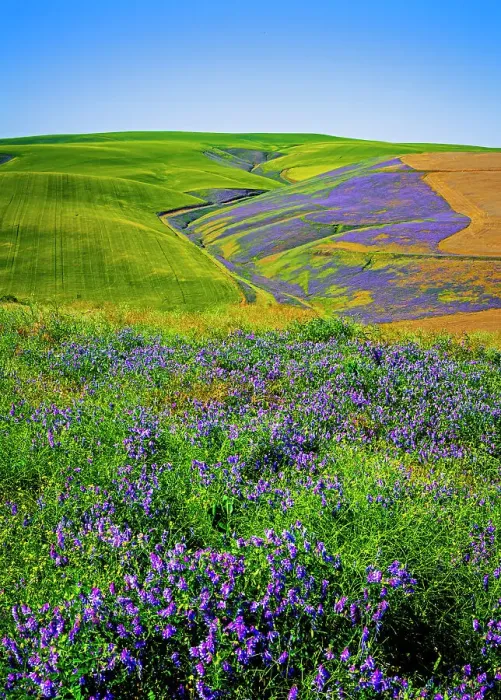Framed Print : USA, Oregon, Milton-Freewater. A workhorse cover crop, vetch contributes nitrogen or biomass to a vineyard, protects soils from wind and rain, while improving structure and adding nutrients Framed Print : USA, Oregon, Milton-Freewater. A workhorse cover crop, vetch contributes nitrogen or biomass to a vineyard, protects soils from wind and rain, while improving structure and adding nutrients