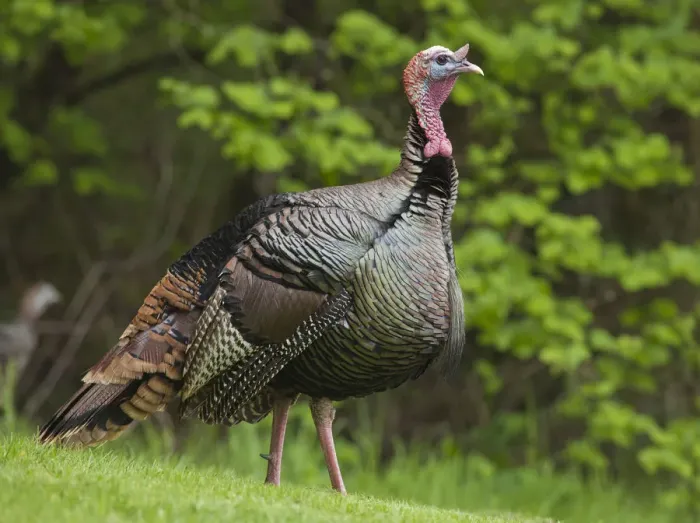 Framed Print : USA, Oregon, Monmouth, Wild Turkey (Meleagris gallopavo) calling Framed Print : USA, Oregon, Monmouth, Wild Turkey (Meleagris gallopavo) calling