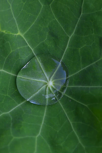 USA, Oregon. Morning dew on lupine leaf