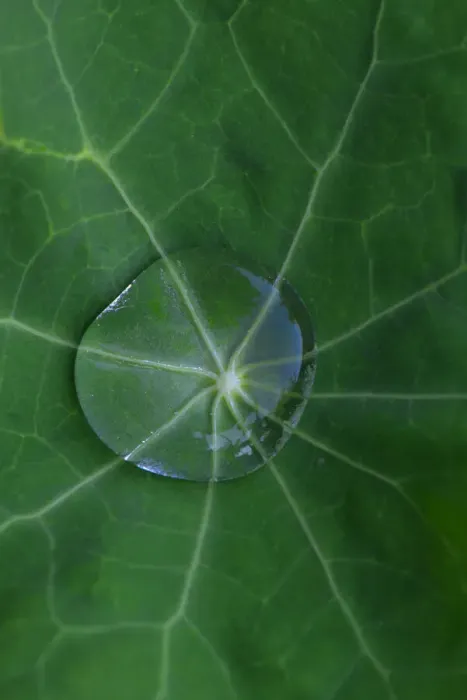 Framed Print : USA, Oregon. Morning dew on lupine leaf Framed Print : USA, Oregon. Morning dew on lupine leaf