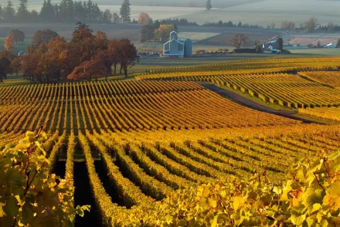 Framed Print : USA, Oregon, Morning light on the autumn leaves of the Stoller Vineyards, near Dundee