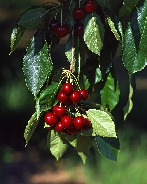 USA, Oregon, Mosier. Bing cherries ready for picking in orchard