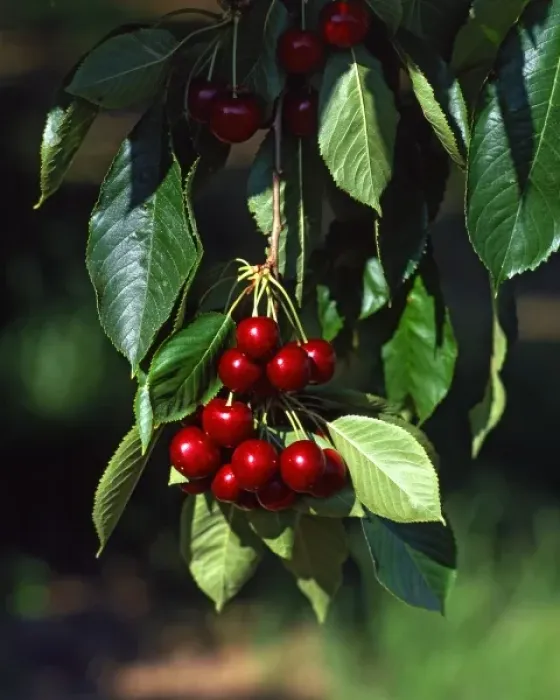 Framed Print : USA, Oregon, Mosier. Bing cherries ready for picking in orchard Framed Print : USA, Oregon, Mosier. Bing cherries ready for picking in orchard