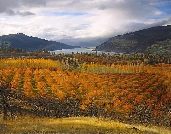 USA, Oregon, Mosier. Cherry orchards display autumn color overlooking the Columbia