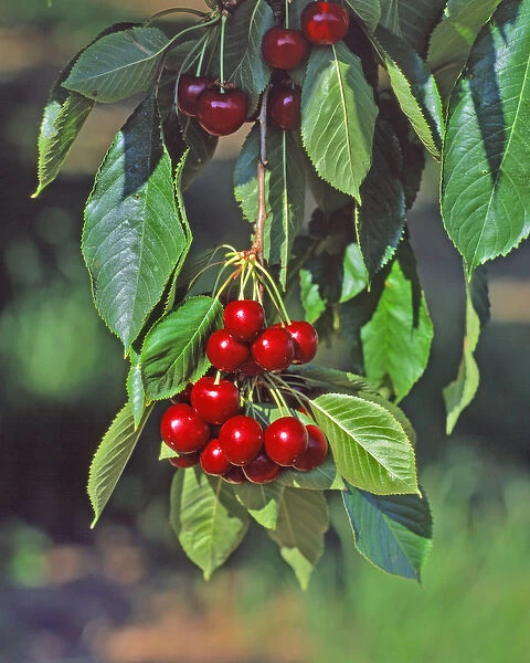 USA, Oregon, Mosier. Close-up of cherries hanging in tree