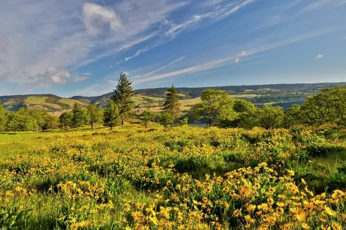 Framed Print : USA, Oregon, Mosier. Landscape of balsamroot and oaks on hillside above the Columbia River Framed Print : USA, Oregon, Mosier. Landscape of balsamroot and oaks on hillside above the Columbia River